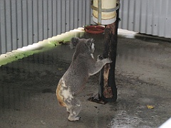 CairnsTC172 Cairns Tropical Zoo
